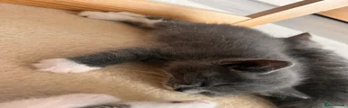 Mixed Breed 6