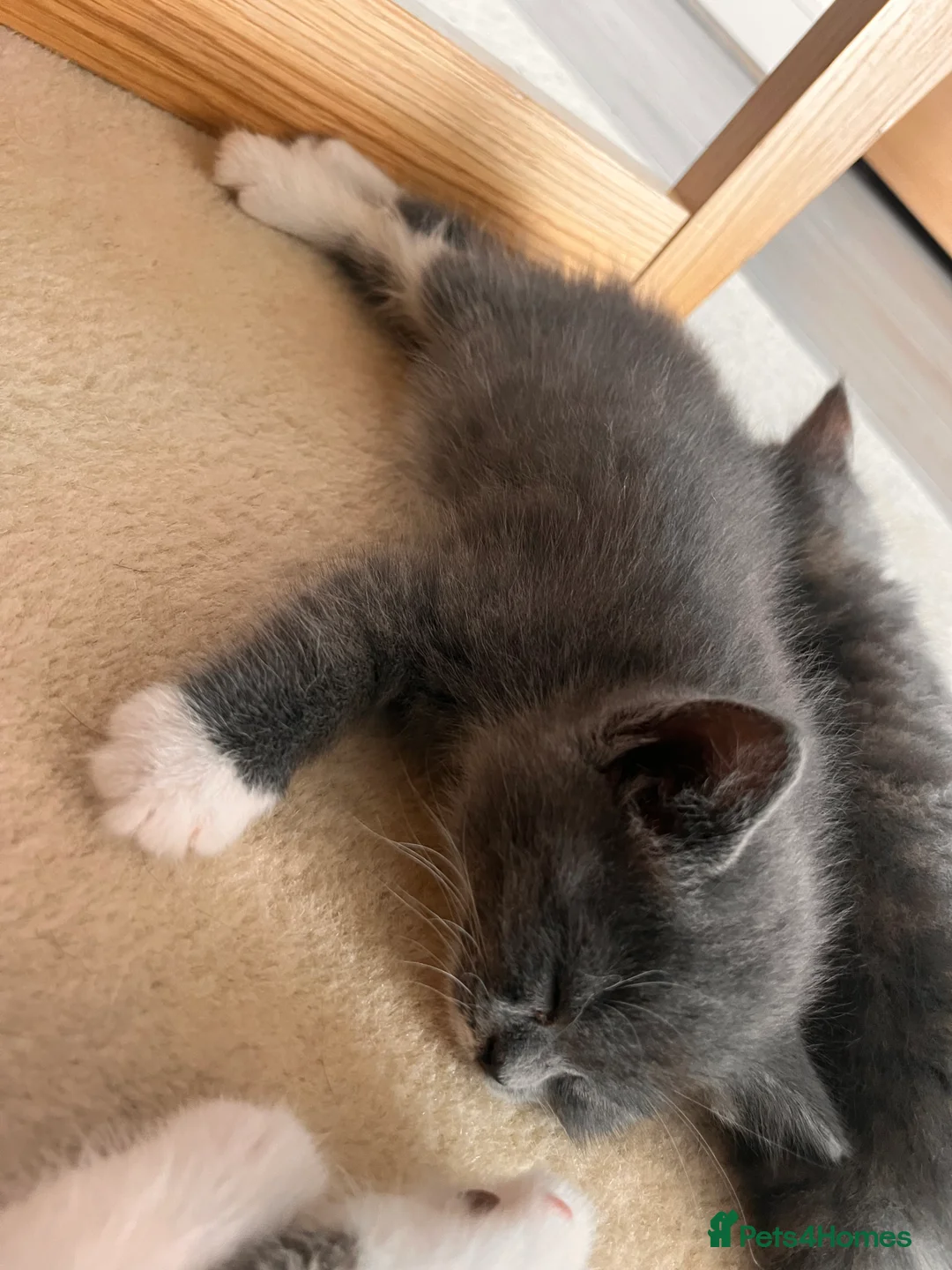 Mixed Breed cats for sale: British shorthair cross kittens in Stratford-upon-Avon - Advert 2