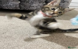 Domestic Shorthair cats for sale: Kitten for sale  - Image 5