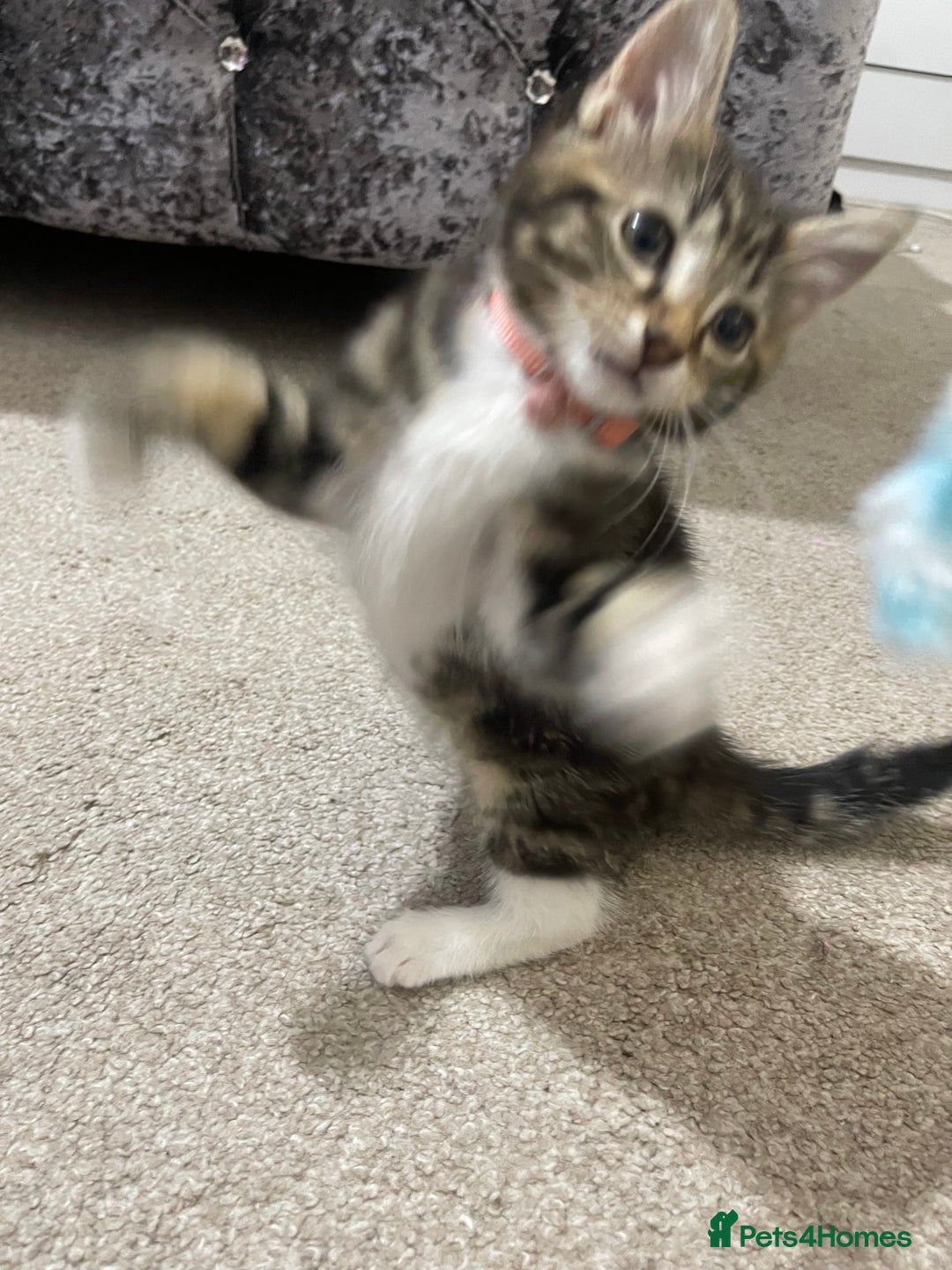 Domestic Shorthair cats for sale: Kitten for sale  - Image 5