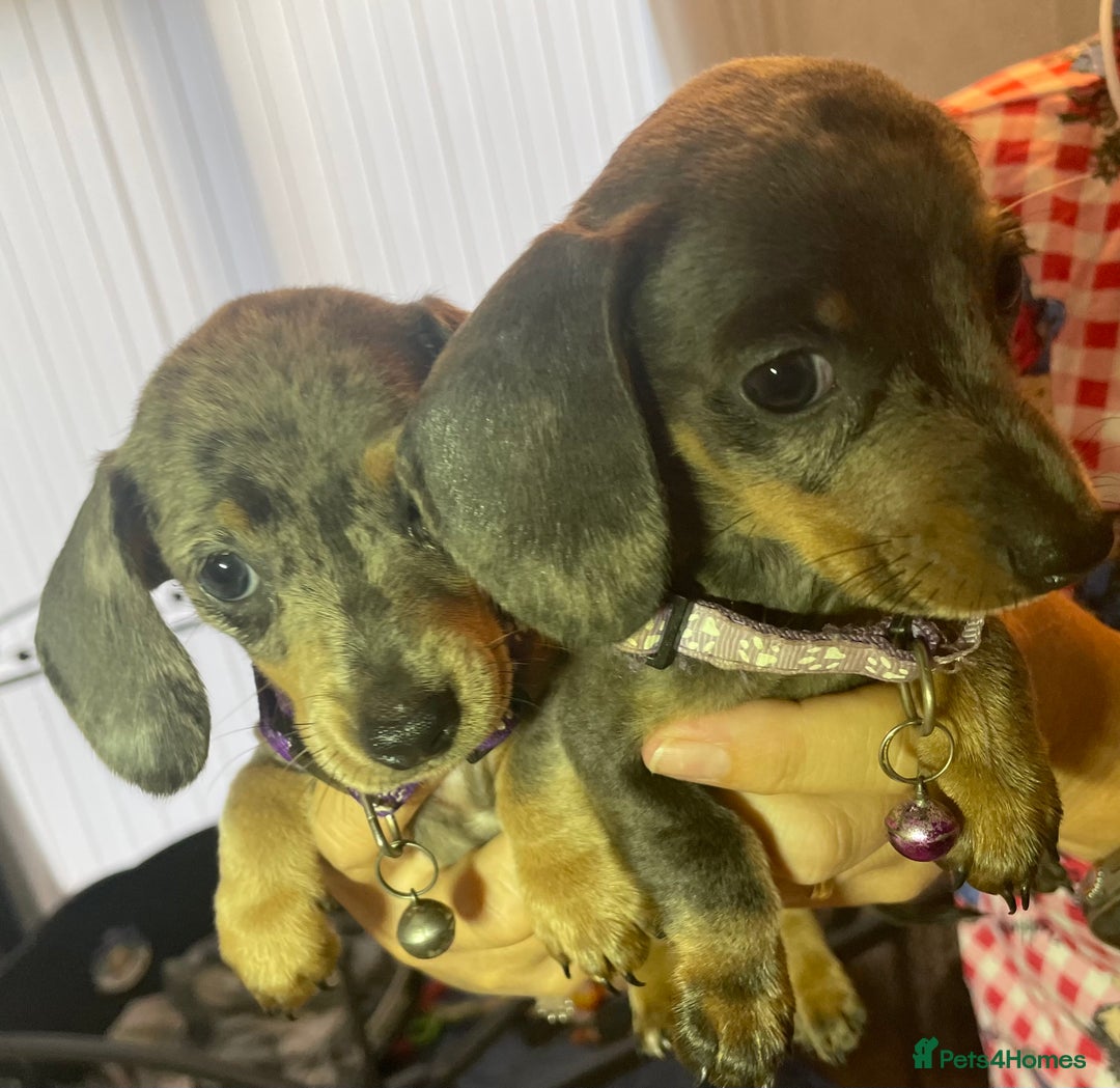 Dachshund dogs for sale: 5 beautiful miniature short haired dachshunds - Image 24