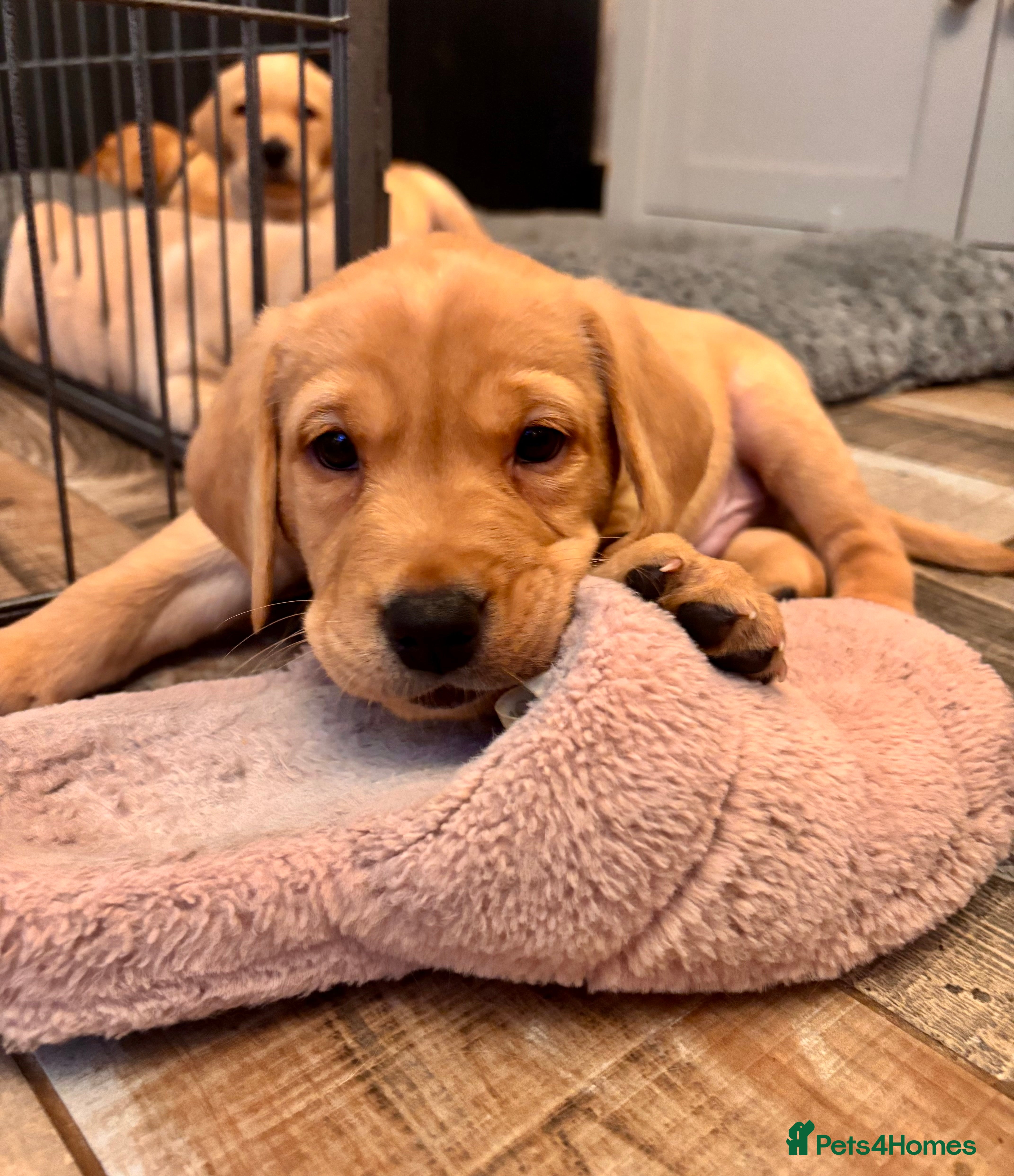 Labrador Retriever dogs Labrador Puppies Yellow & Red Fox  - Advert 4