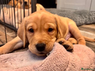 Labrador Retriever dogs Labrador Puppies Yellow & Red Fox - Advert 11