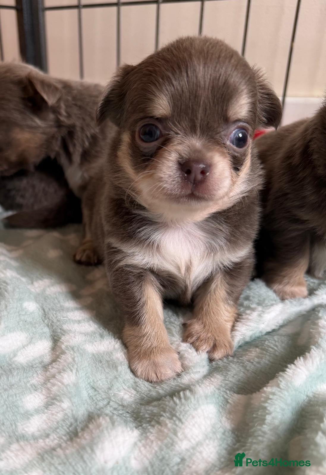 Chihuahua dogs for sale: Gorgeous lilac long coat girls and boys - Advert 4