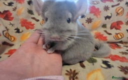 Chinchilla rodents for sale: Gorgeous Female Chinchilla  - Image 1