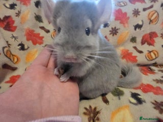 Chinchilla rodents - Advert 22