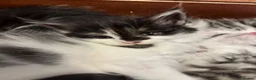 Maine Coon cats for sale: Maine coon cross - Advert 14