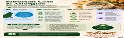 Siberian cats for sale: Hypoallergenic Champion Siberian Kittens-Ready JUL - Advert 6