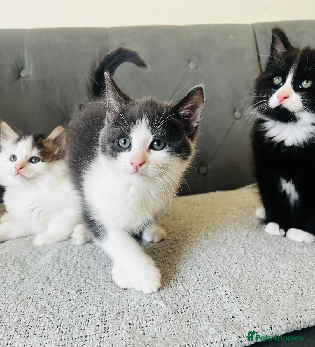 Domestic Shorthair cats for sale: Kittens for Sale  - Advert 2