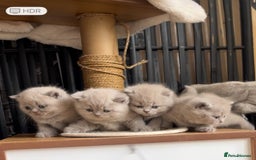 British Shorthair cats for sale:  Absolutely Beautiful BSH Champion Line kittens  - Image 19