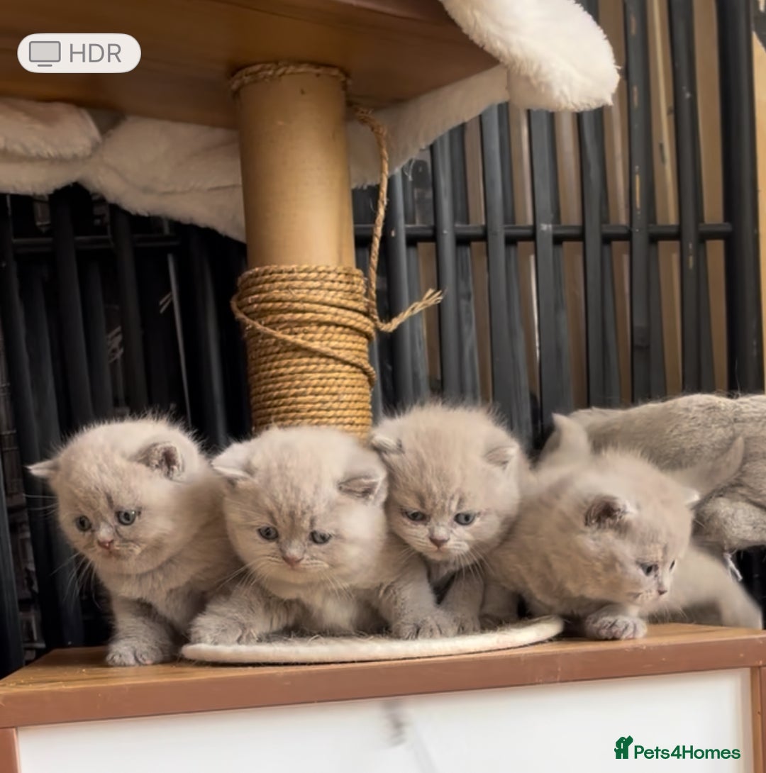 British Shorthair cats for sale:  Absolutely Beautiful BSH Champion Line kittens  - Image 19