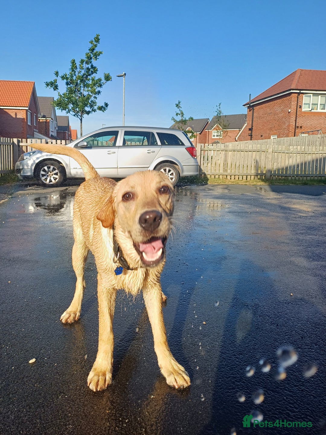 Mixed Breed dogs for sale: Male labrador cross  - Advert 4