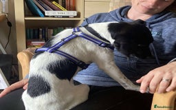 Mixed Breed dogs for adoption: STELLA - Small 10 mth old Pocket Pointer type girl - Image 10