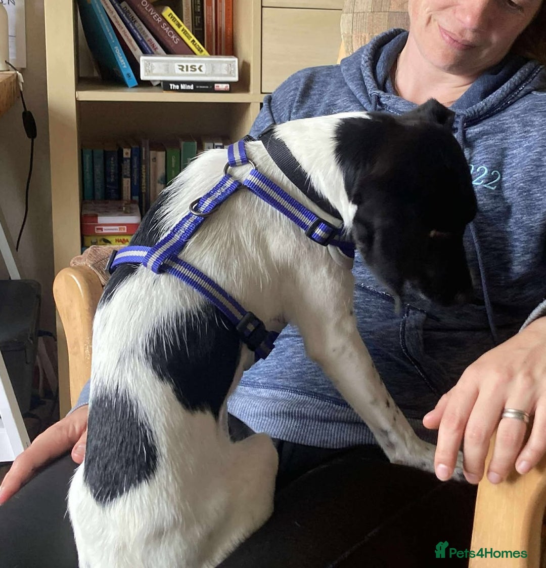 Mixed Breed dogs for adoption: STELLA - Small 10 mth old Pocket Pointer type girl - Image 10