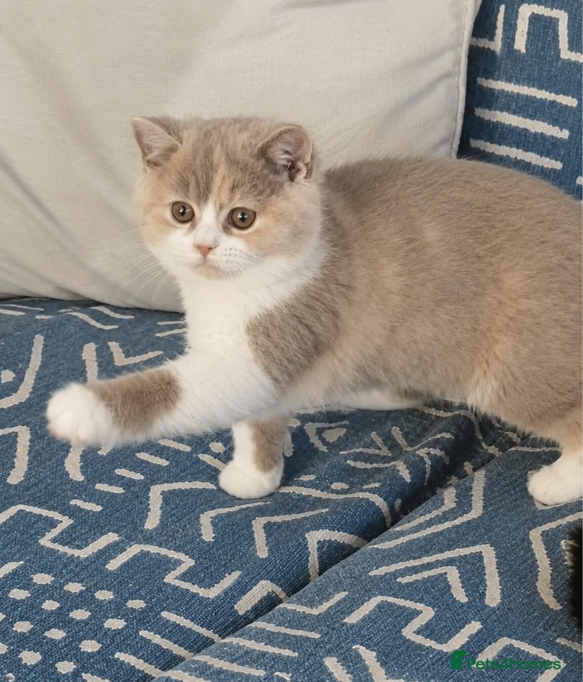 British Shorthair cats for sale: Lilac Tortie & White Female Kitten - Advert 1