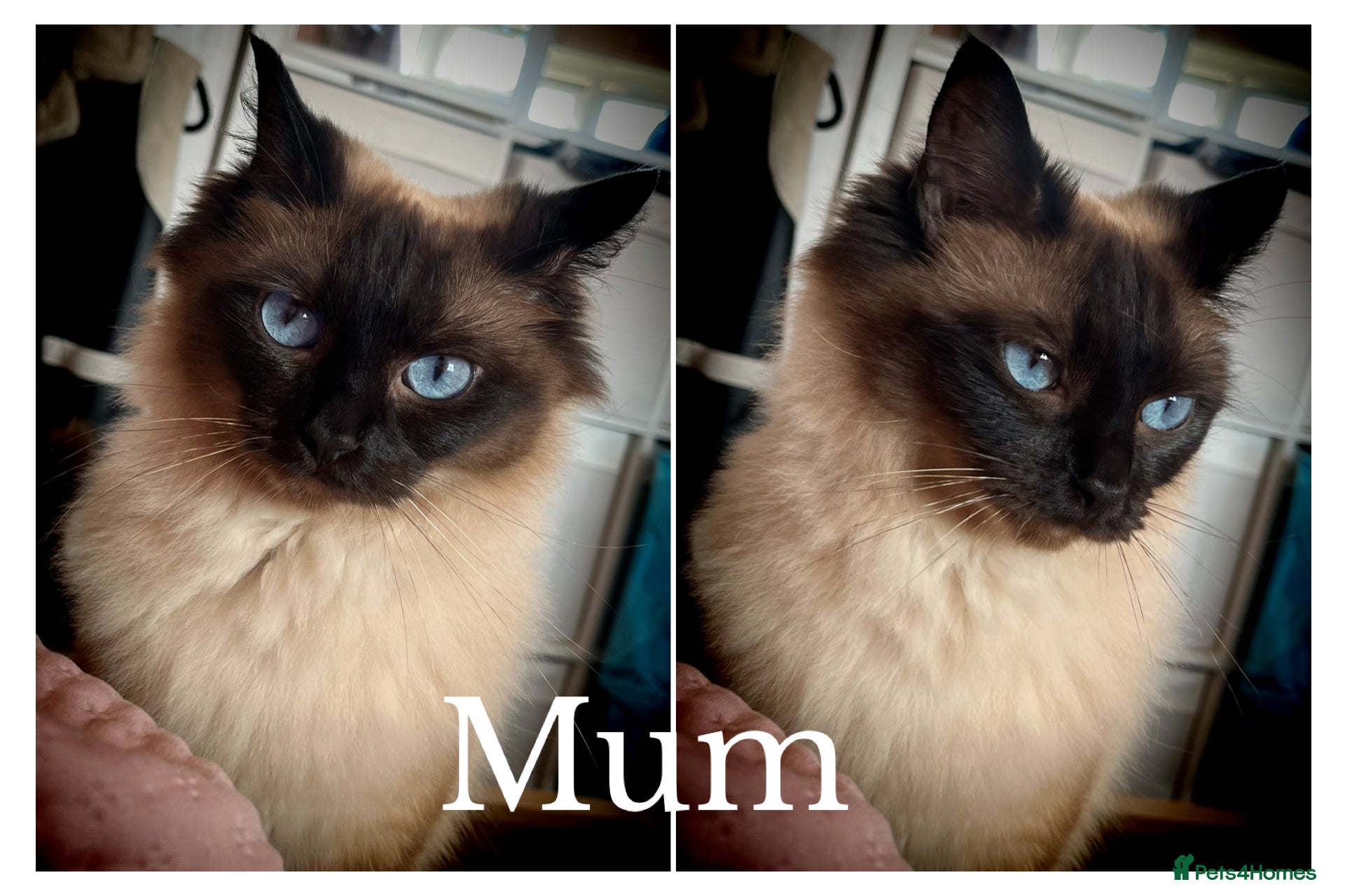 Ragdoll cats Beautiful Ragdoll Kittens - Loving & Gentle - Advert 4