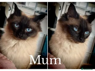 Ragdoll cats Beautiful Ragdoll Kittens - Loving & Gentle - Advert 1