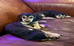 Cocker Spaniel dogs for sale: Dark Sable Cocker Spaniel Pups - Image 16