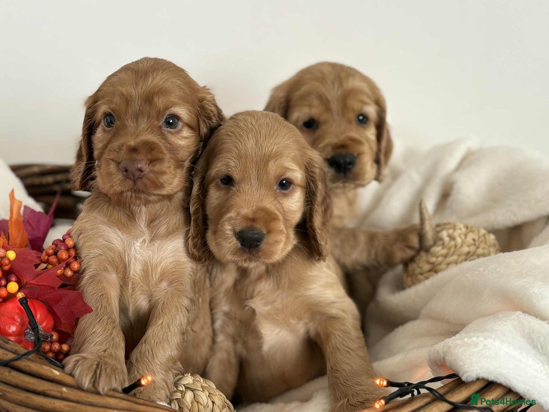 Cocker Spaniel dogs for sale: Cocker spaniel puppies - Image 1