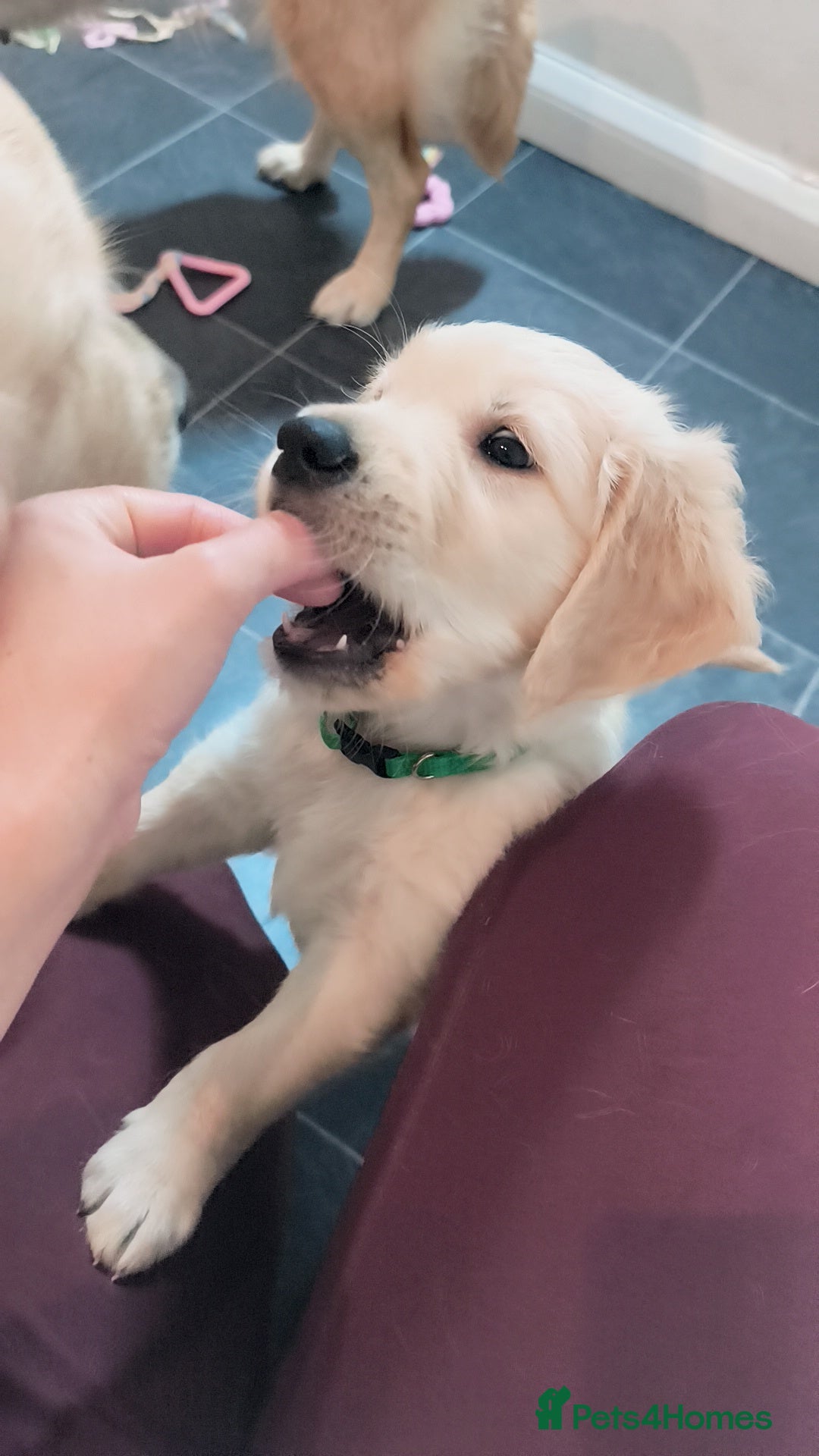 Golden Retriever dogs for sale: Gorgeous golden retriever puppies 🐕 - Advert 11