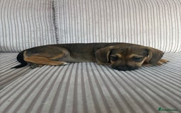 Mixed Breed dogs for sale: 1 Boy Left Ready To Go French Cocker Jack Pup - Image 6