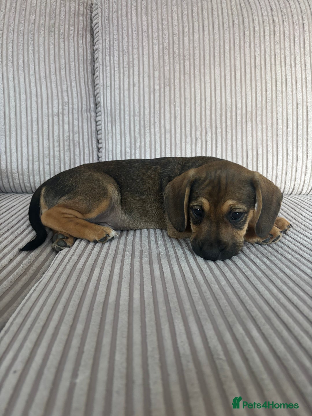 Mixed Breed dogs for sale: 1 Boy Left Ready To Go French Cocker Jack Pup - Image 6