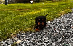 Miniature Dachshund dogs for sale: Stunning Miniature Dachshund Puppies - Image 8
