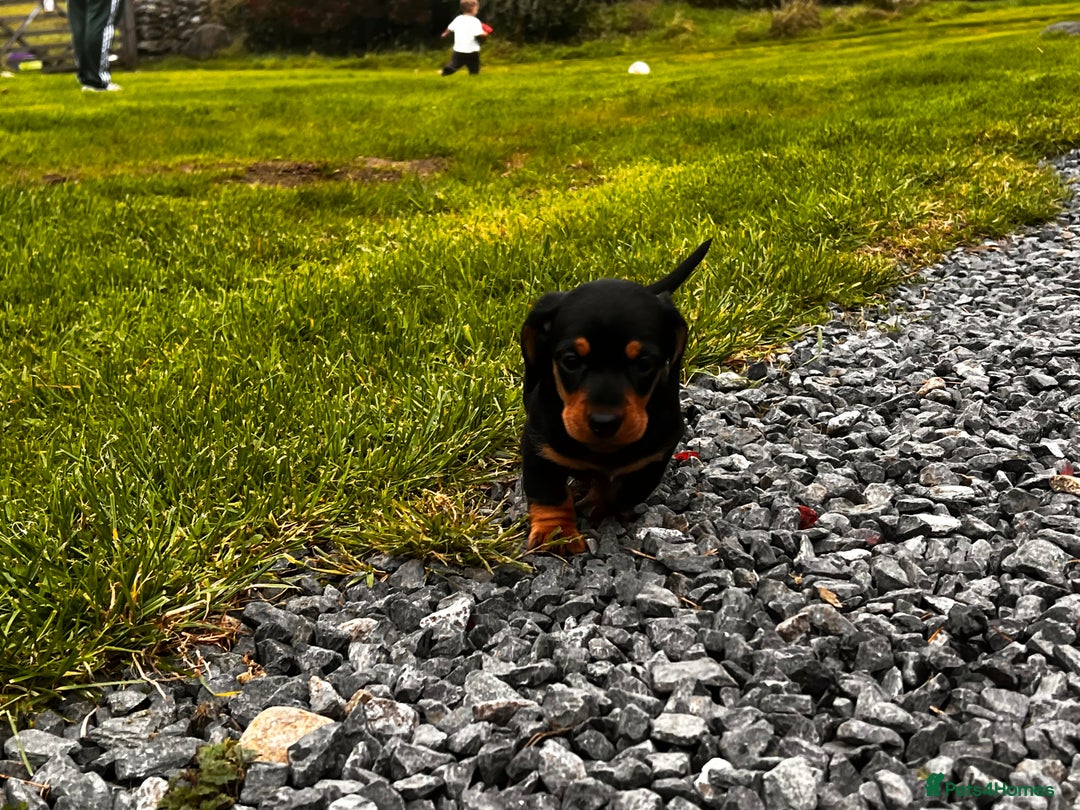 Miniature Dachshund dogs for sale: Stunning Miniature Dachshund Puppies - Image 8