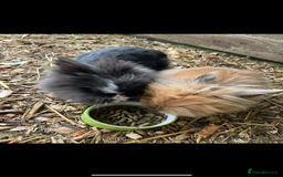 Lionhead rabbits for sale: Last double mained lionhead ready to go now!!  - Image 5