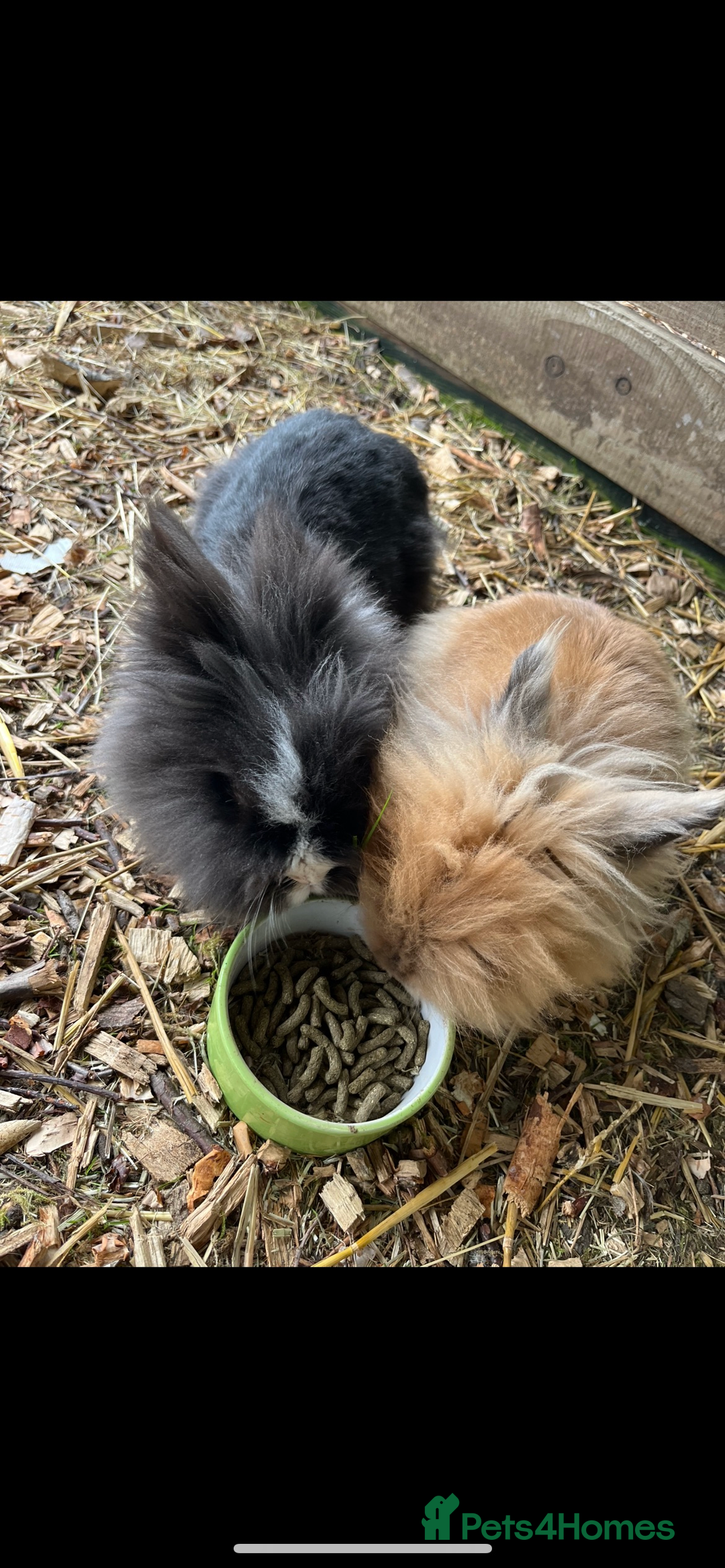 Lionhead rabbits for sale: Last double mained lionhead ready to go now!!  - Image 5