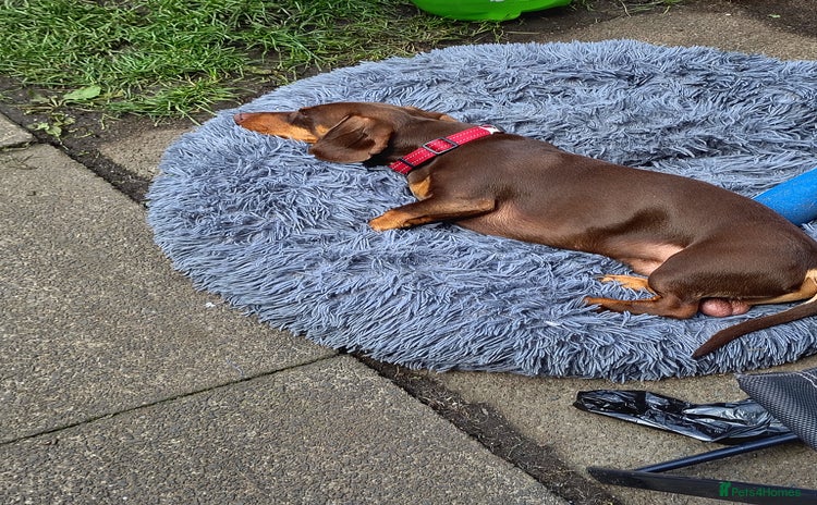 Dachshund dogs - Advert 7