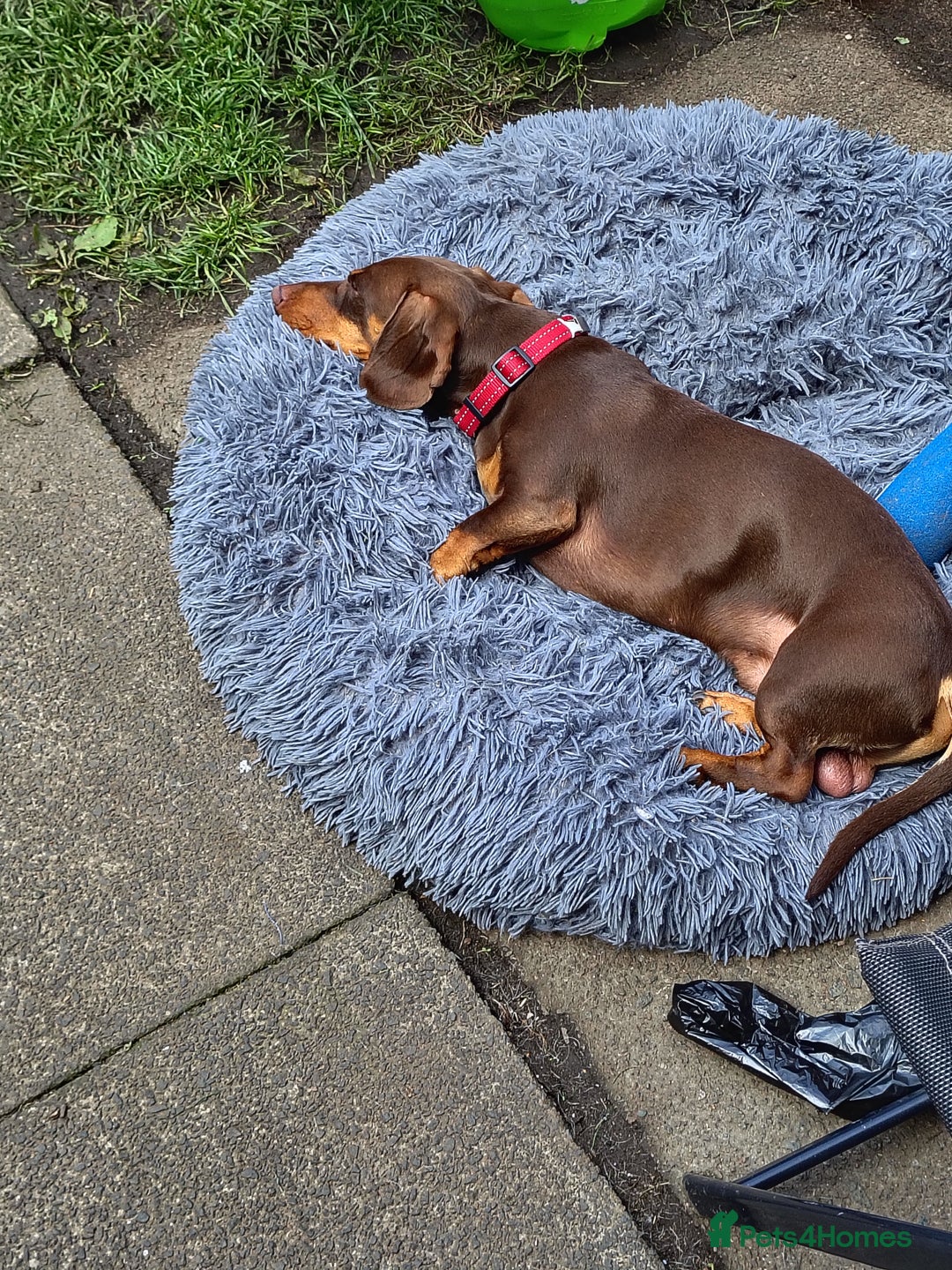 Dachshund dogs for sale: 3yr old male dashy needs experienced owner - Image 1