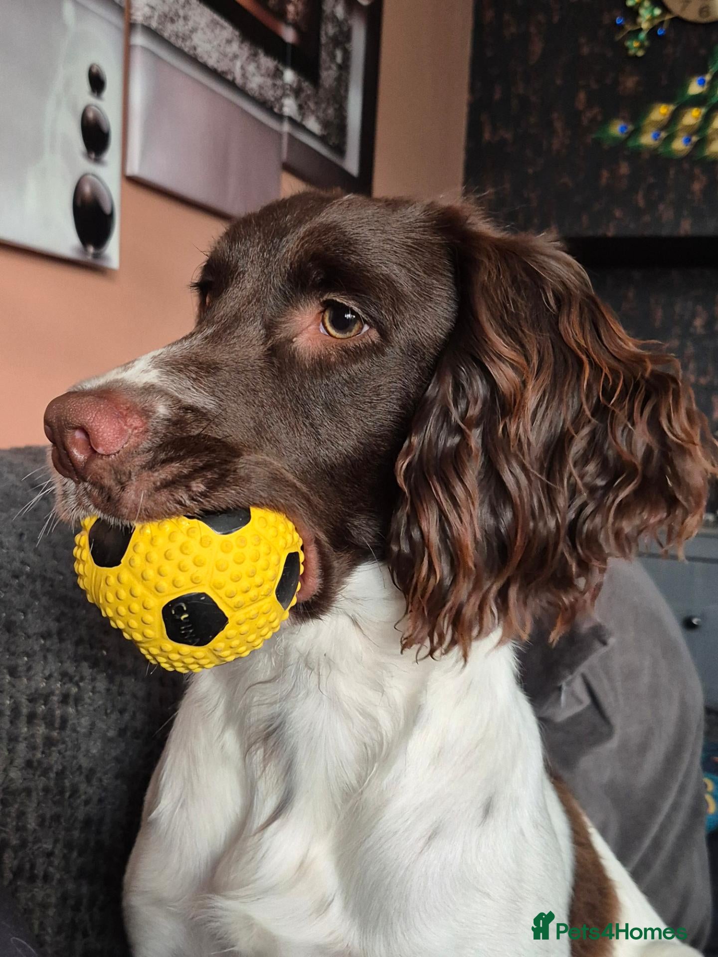 English Springer Spaniel dogs English springer spaniel for stud - Advert 1