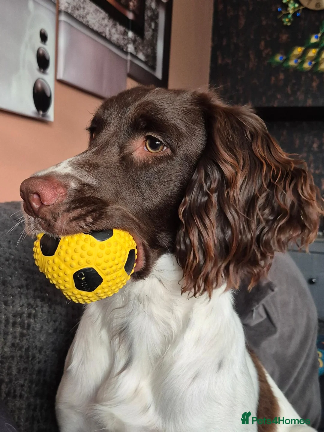 English Springer Spaniel dogs for stud: English springer spaniel for stud in Knottingley - Advert 1