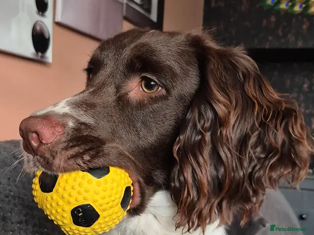 English Springer Spaniel dogs for stud: English springer spaniel for stud - Advert 1