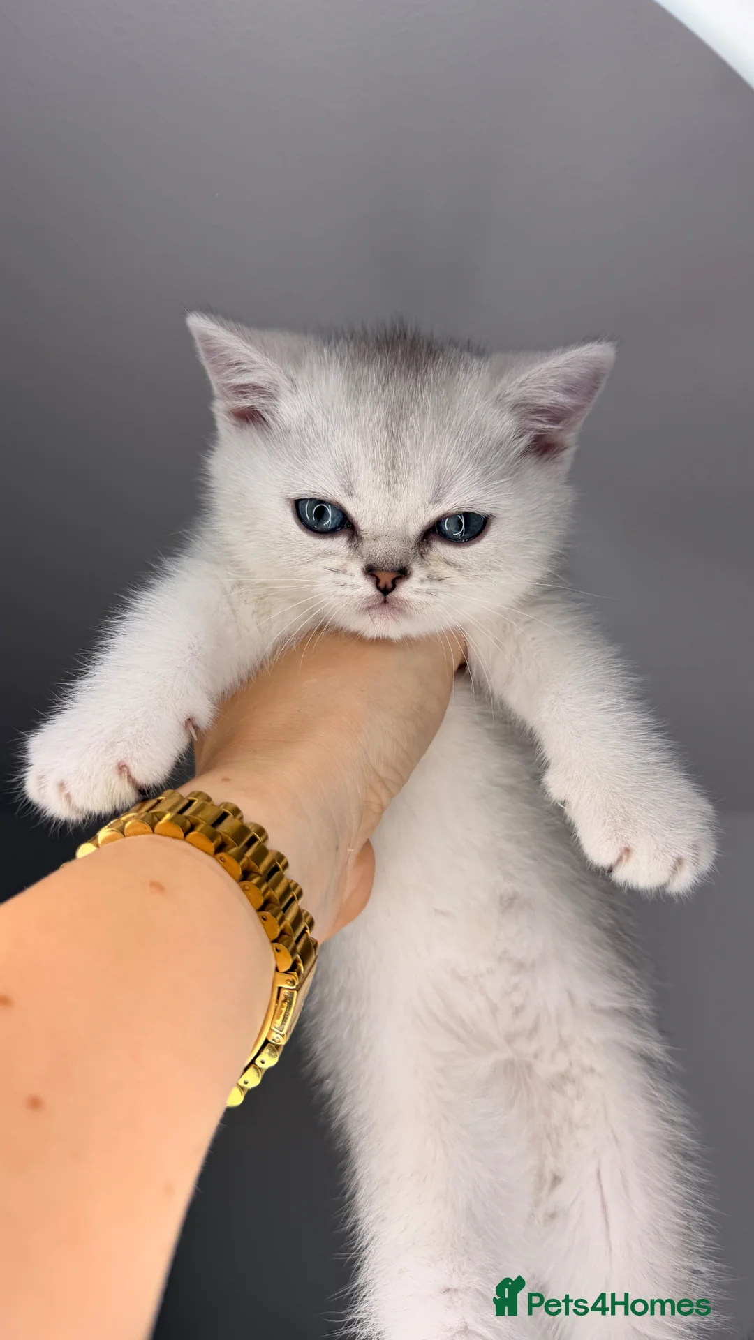 Scottish Fold cats for sale: Scottish fold/straight kittens - Advert 23