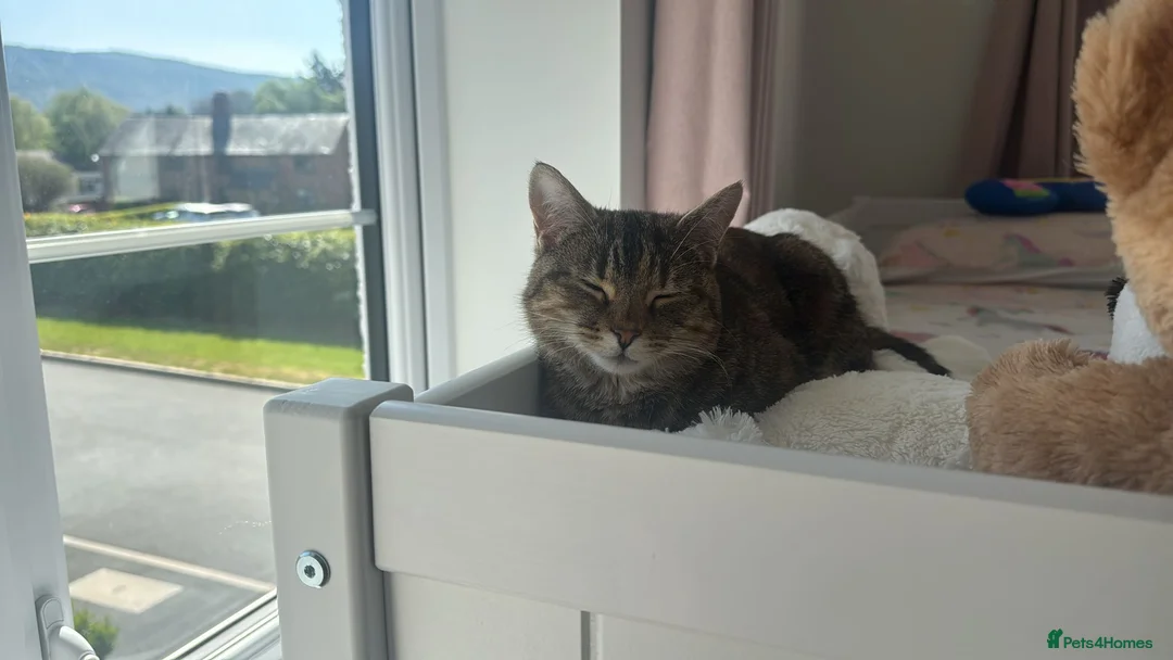 Domestic Shorthair cats for sale: Domestic shorthair - Advert 1