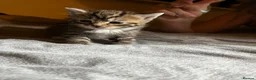 Mixed Breed cats for sale: 4 beautiful fluffy kittens, available now! - Advert 26