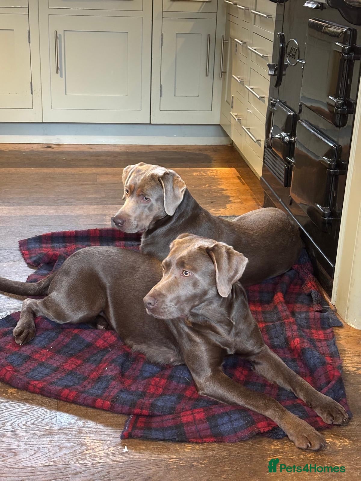 Mixed Breed dogs Toy Poodle x Labrador  - Advert 2