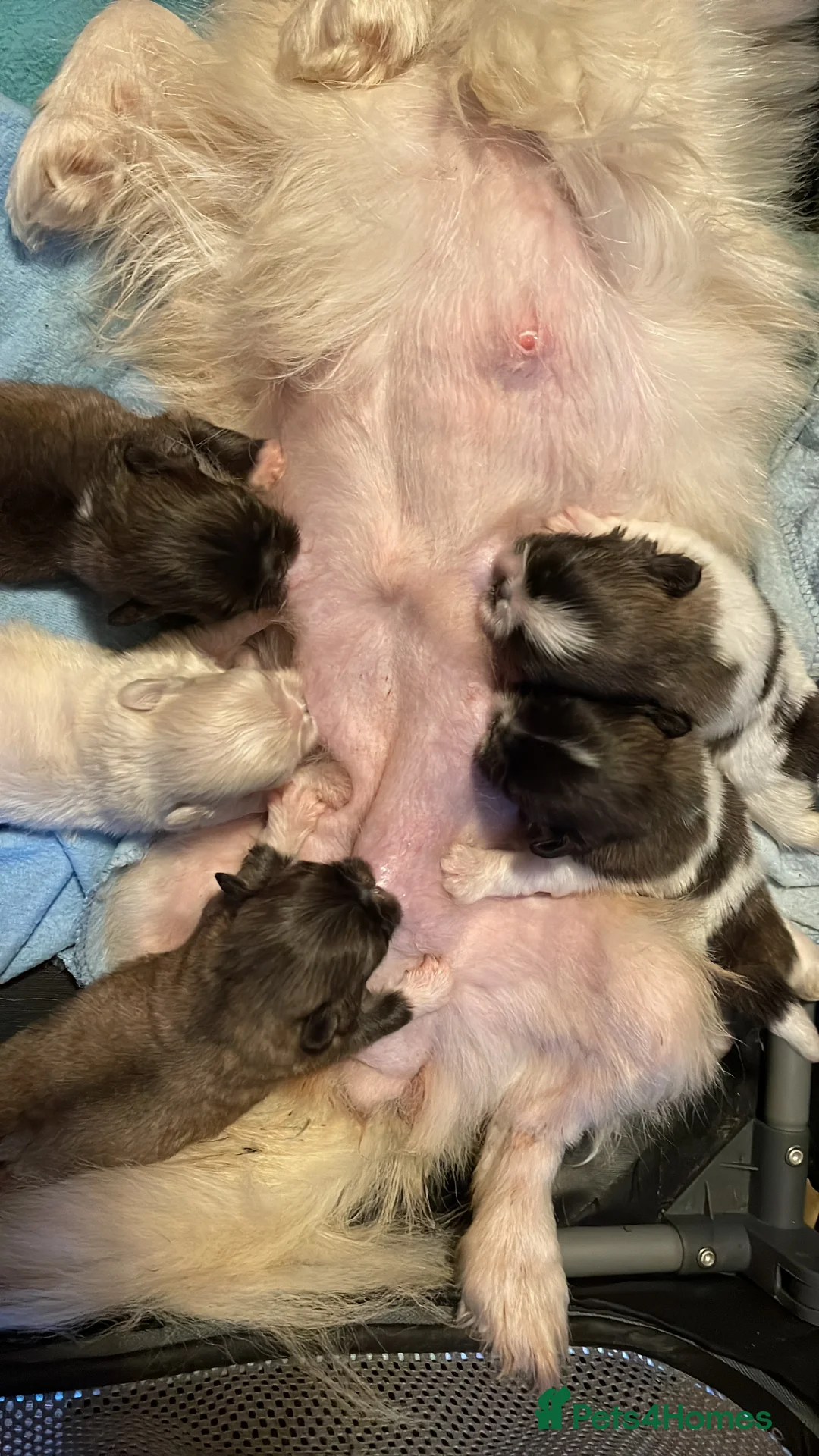 Pekingese dogs for stud: PROVEN! Parti Coloured Pekingese for Stud  in Rugby - Advert 14