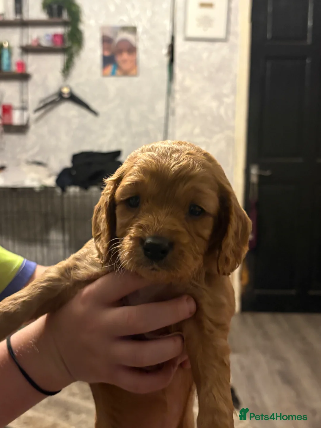 Cockapoo dogs for sale: 5 beautiful puppies for sale  in Manchester - Advert 7