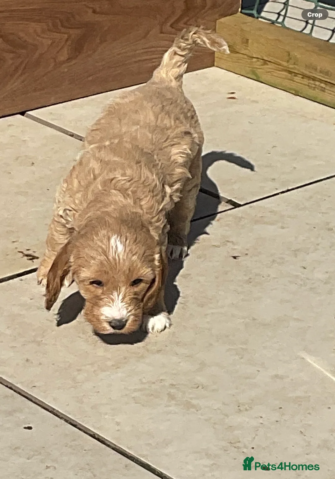 Cockapoo dogs for sale: Cookerpoo puppies  - Advert 2