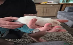 Hamster rodents for sale: Syrian hamster  - Image 3