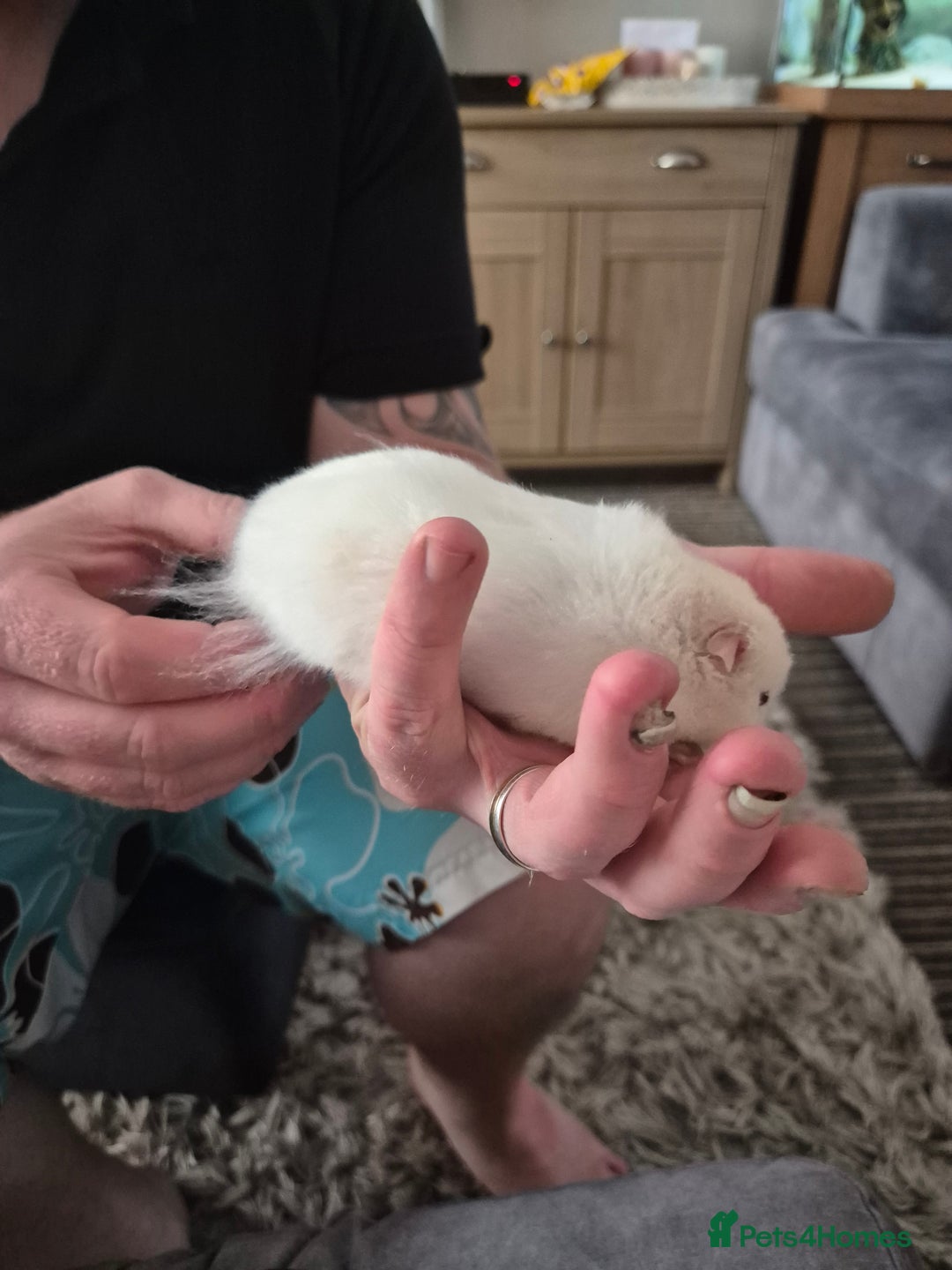 Hamster rodents for sale: Syrian hamster  - Image 3