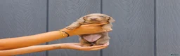 Miniature Dachshund dogs for sale: Stunning Health Tested Miniature Daxie Pups - Advert 11