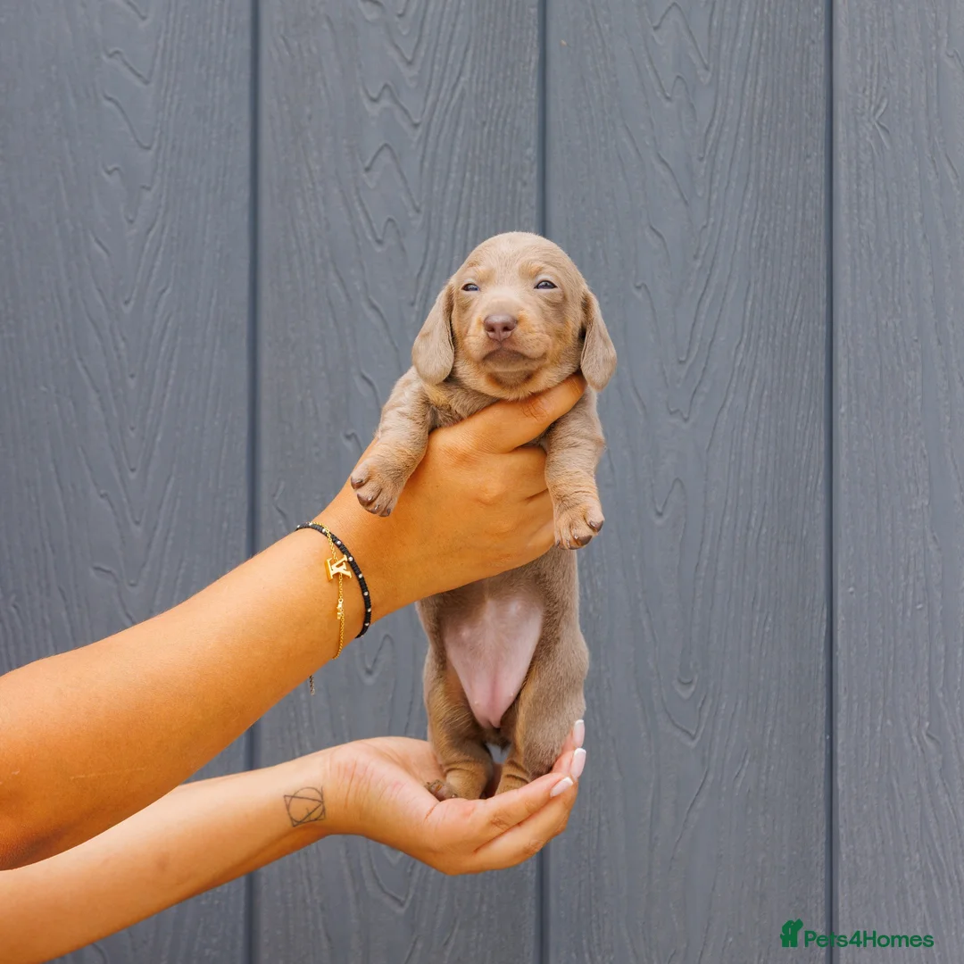Miniature Dachshund dogs for sale: Stunning Health Tested Miniature Daxie Pups - Advert 11