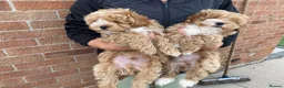 Maltipoo dogs for sale: All puppy’s now sold - Advert 4