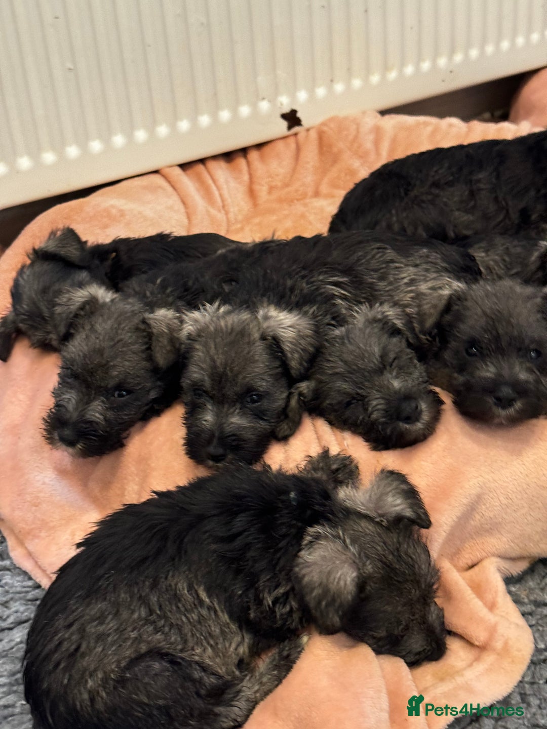 Miniature Schnauzer dogs for sale: Miniature Schnauzer Puppies  - Image 2