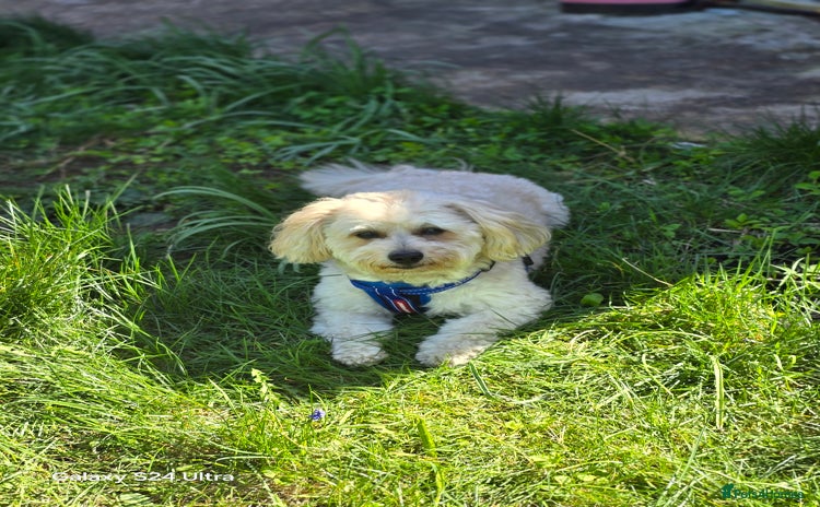 Mixed Breed dogs for stud - Advert 2