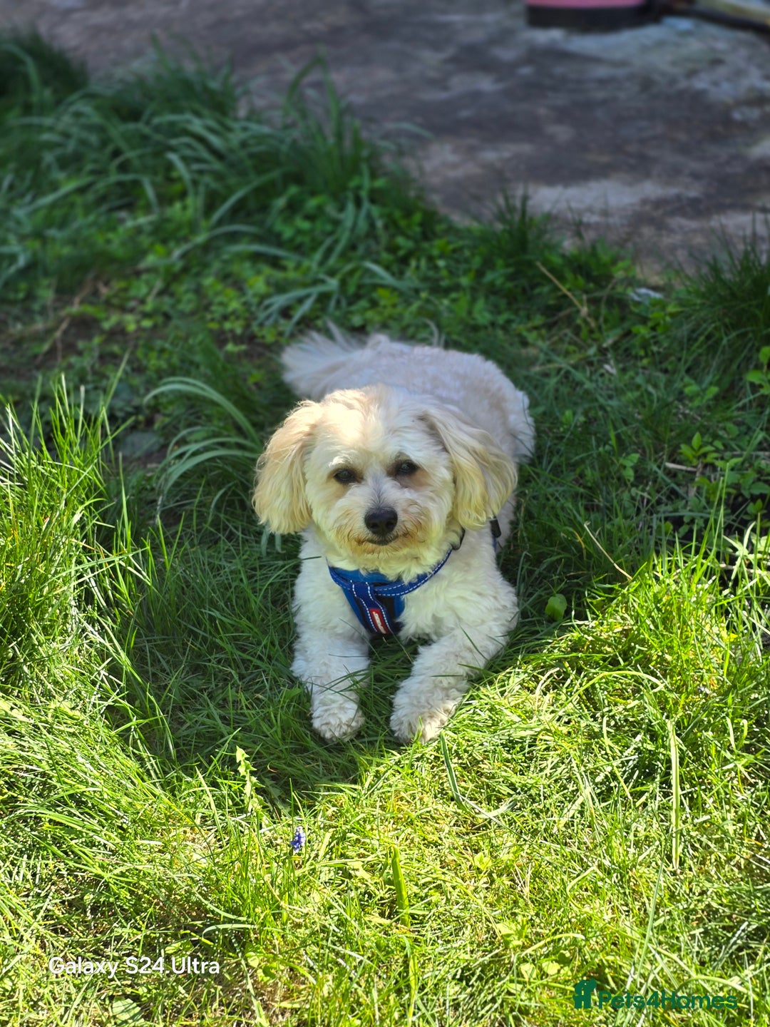 Mixed Breed dogs for stud: Tobii - Image 1